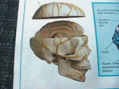 Cut out model of a brain